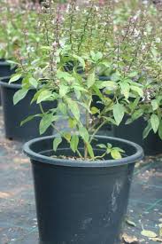 3.4 out of 5 stars 8. Holy Basil Tulsi Outdoor Plants Plantshop Me