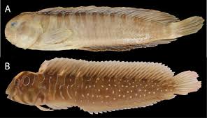 Image result for Bergia salaria