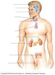 Endocrine System Diagram Unlabeled Anatomy Body Gallery Endocrine System Endocrine Physiology