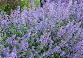 Verbena 'superbena dark blue,' available from nature hills. Top Perennial Sun Plants