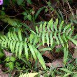 Image result for Cyclosorus interruptus