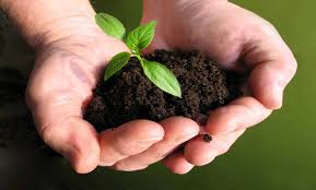 Hasil gambar untuk reboisasi