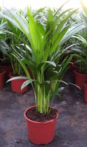 Image result for Dypsis lutescens