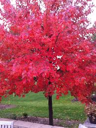 acer rubrum tuin bomen tuin ideeen tuin