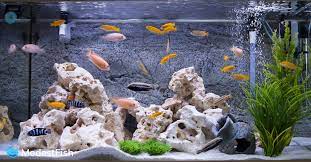 The three easiest ways to bring an aquarium theme to life are: Best Unique Creative Aquarium Decorations To Make Your Tank A Beauty