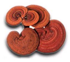 Image result for Ganoderma lucidum