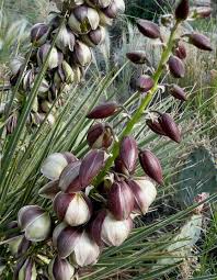 Maybe you would like to learn more about one of these? Soapweed Yucca