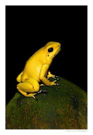 Golden Poison Dart Frog Poison Dart Frogs Frog Dart Frog