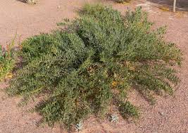 Image result for Acacia kamerunensis