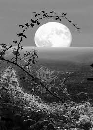 Beautiful Black And White Pictures Of Nature 