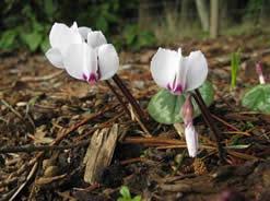 Image result for Cycnium recurvum