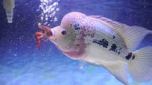 Flowerhorn Cichlid Care Size Lifespan Tankmates Feeding