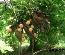 Image result for Abrus melanospermus