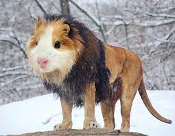 The result is quite amazing and even freaky at times. 39 Unexpected Animal Hybrids That Would Be Hilarious In Real Life Bored Panda