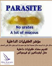 كيفية تحديد المرض انطلاقا من شكل براز الطيور Identify Bird Health Problems Through Their Droppings التجمع المغربي لعلم الطيور