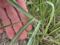 Image result for Panicum coloratum