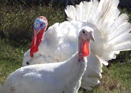 A value below 2.1 will cause the native population to decline. How Much Does The Turkey Weigh How Much A Turkey And An Adult Turkey Weigh Broiler Turkeys And Their Nutrition