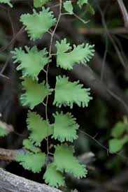 Image result for Lygodium microphyllum