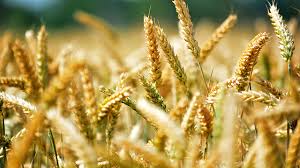 We did not find results for: Tanaman Gandum Penghasil Roti Dari Dataran Tinggi Greeners Co