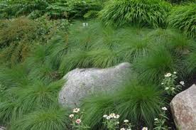 Image result for Sporobolus panicoides