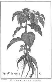 Image result for Prismatocarpus cordifolius