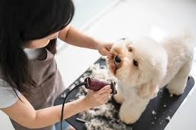 The town is a part of wine country and is well known for producing premium wine. Award Winning Pet Grooming In Santa Rosa Ca Four Paws Pet Ranch