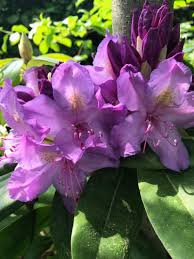 Rhododendron Im Garten Fruhlingsgarten Lila Blumen Pflanzen