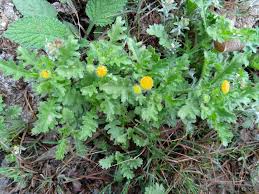 Image result for Grangea anthemoides