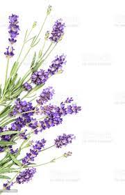 Lavender Flowers On White Background Floral Border Stock Photo Download Image Now Istock