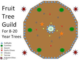 Maybe you would like to learn more about one of these? Permaculture Plant Guilds Plants Helping Plants The Down And Dirty