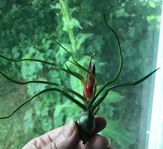 Image result for Aspilia mendoncae