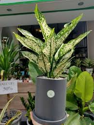 Phương án nghỉ phải được thông báo đến nlđ trước khi thực hiện ít nhất 30 ngày. Giáº£i Ä'ap Con Bao Nhieu Ngay Ná»¯a Ä'áº¿n Táº¿t Nguyen Ä'an 2021 Inogarden