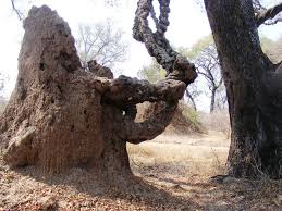 Image result for Tiliacora funifera