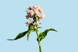 Image result for Floscopa glomerata