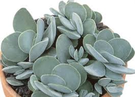Image result for Crassula perfoliata