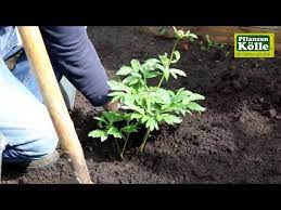 Wir garantieren qualität und schnelle lieferung. Pfingstrose Einpflanzen Im Garten Pflanzen Kolle Youtube