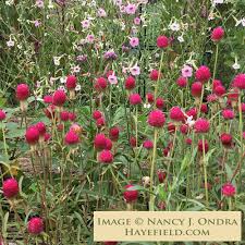 Image result for Gomphrena globosa