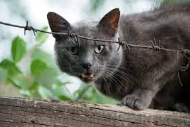 They can stay hidden for weeks with no human contact. How To Tame Feral Cats And Kittens