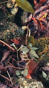 Image result for Acridocarpus chloropterus