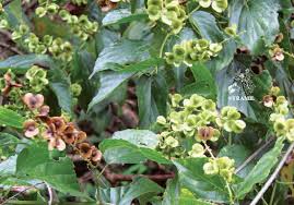 Image result for Gouania