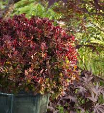 Image result for Berula thunbergii