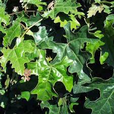 Image result for Rhoicissus tomentosa