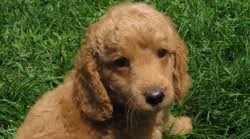 Click here to learn more about our labradoodle puppies and service dogs for sale in indiana. Hypoallergenic Australian Labradoodles Puppies For Sale In Iowa City Ia Heartland Labradoodles