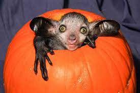 Ayeaye In Pumpkin Primates Pet Holiday Lemur