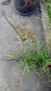 Image result for Cyperus nuerensis