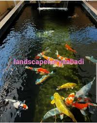 Ikan koi harus ditempatkan di kolam yang besar. Jasa Pembuatan Kolam Minimalis Serta Kolam Koi Di Serpong Dan Sekitarnya Landscape Karya Abadi