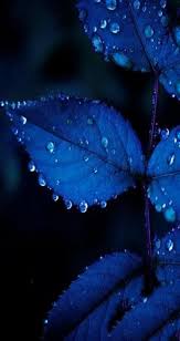 Flowers Aesthetic Dark Blue 61 Ideas In 2020 Blue Aesthetic Blue Leaves Feeling Blue