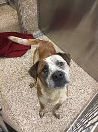 Maybe you would like to learn more about one of these? Martinsburg Wv Cattle Dog Meet Brownie A Pet For Adoption Cattle Dog Dogs Pet Adoption