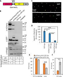 Any radar detector out in the market today. An Improved Labeling Strategy Enables Automated Detection Of Single Virus Fusion And Assessment Of Hiv 1 Protease Activity In Single Virions Journal Of Biological Chemistry