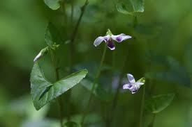 Image result for Viola abyssinica